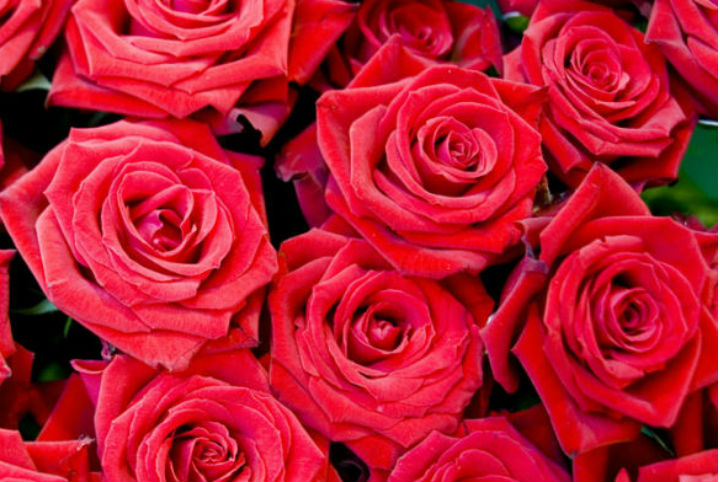 七夕告白信，請(qǐng)簽收