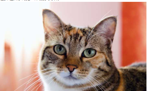 歐式家裝設(shè)計模型，歐式木門風(fēng)格怎么樣？