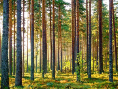 白色松木家具品牌：松木家具好還是橡木家具好？