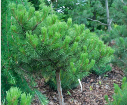 雪松木價格：三大松木的常識你了解多少？